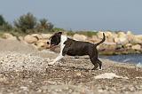 AMSTAFF ADULT 052